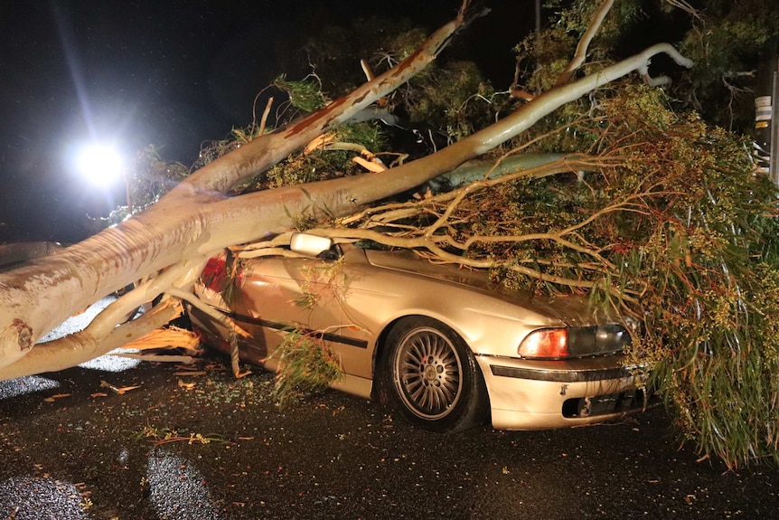 A silver car lies crushed by a large fallen tree on a road at night.