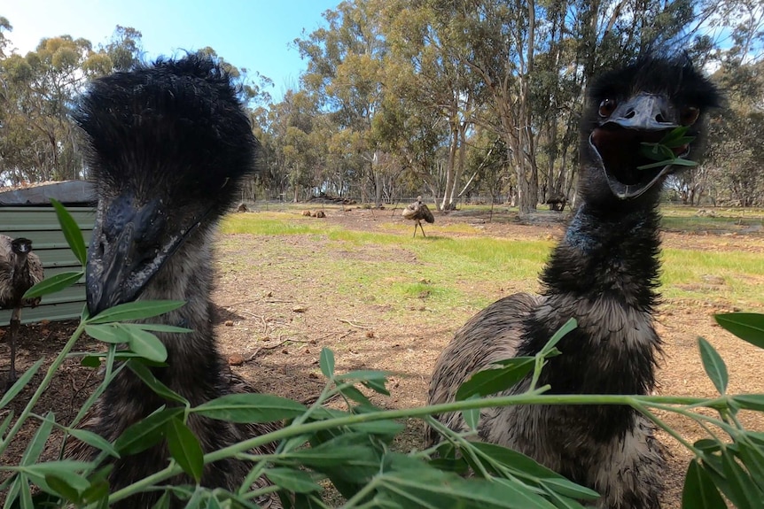 Two emus peering into the camera at close range.