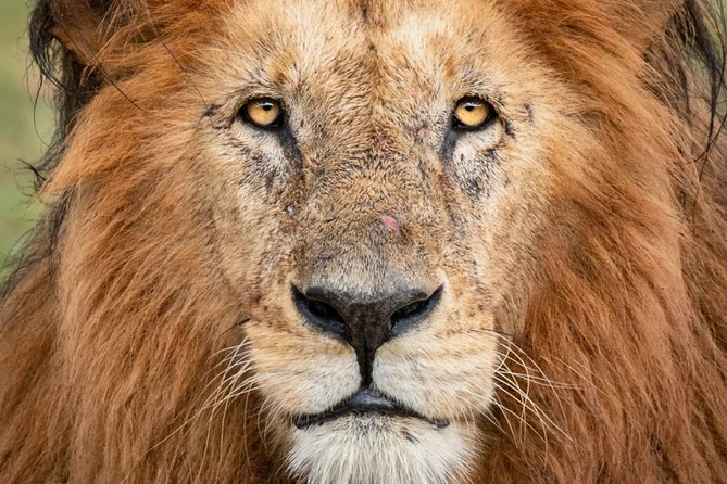 Male lion staring into camera. 
