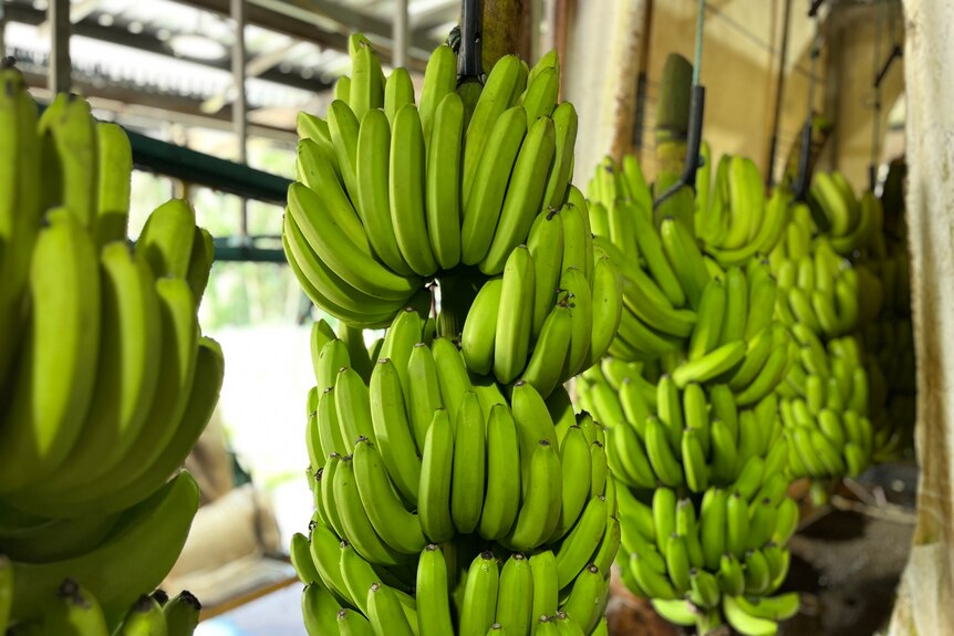 A bunch of bananas hanging on stem in packing shed.