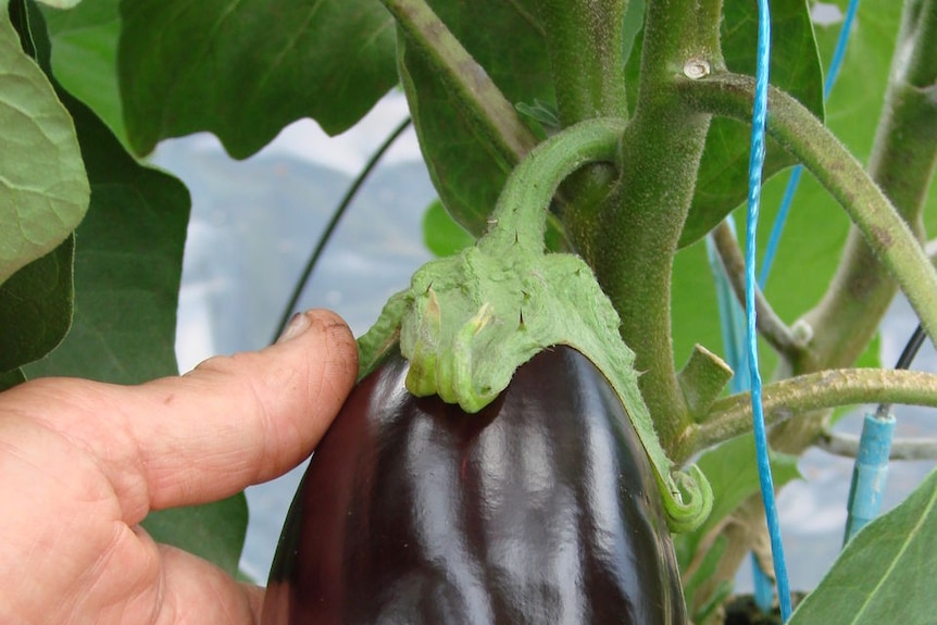 Tasmanian eggplant