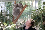 Susannah Keogh looks up at koalas in tree