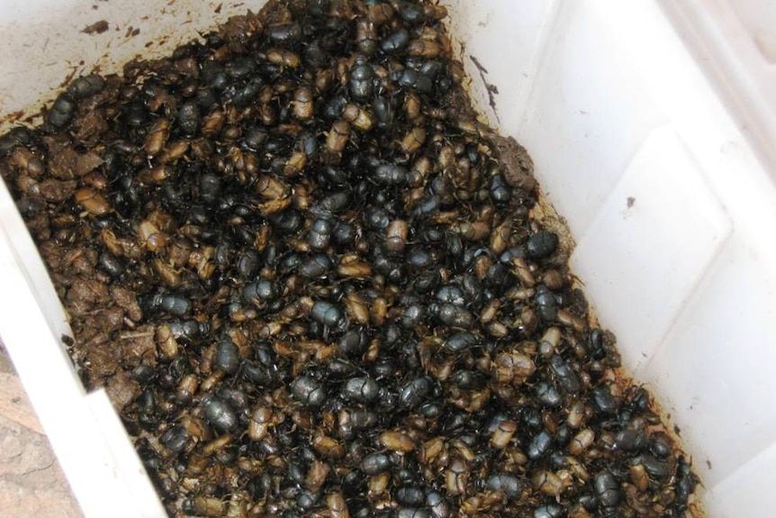 Hundreds of dung beetles sit at the bottom of a white container