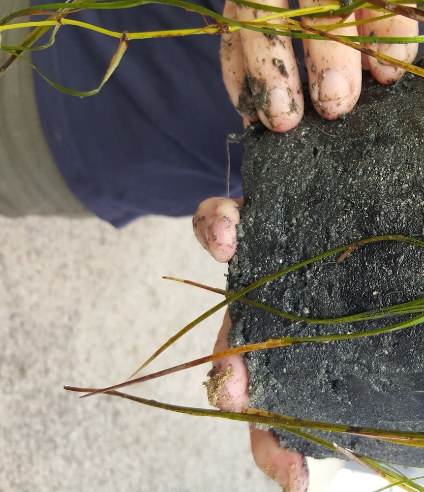 Seagrass in a clump of soil