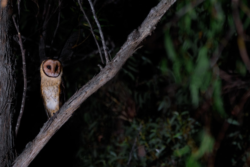 An owl on a tree branch in the night.