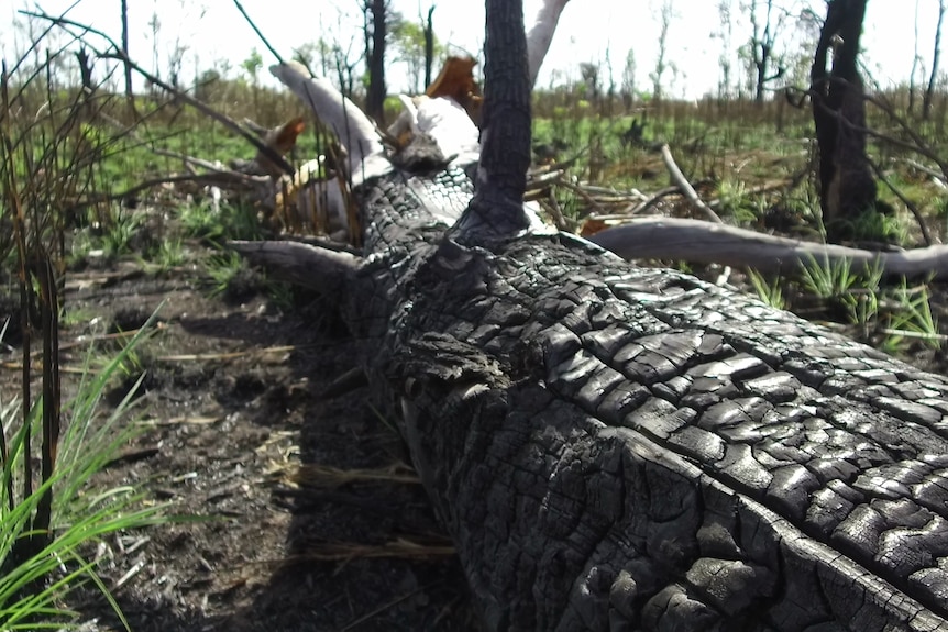 A cypress tree is felled.