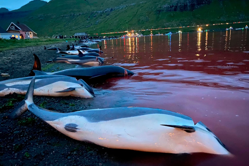 Faroe Islands dolphin hunt
