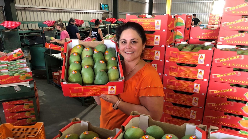 Grower holds up a tray of Brooks mangoes surrounded by stacks of trays, with the packing line working in the background