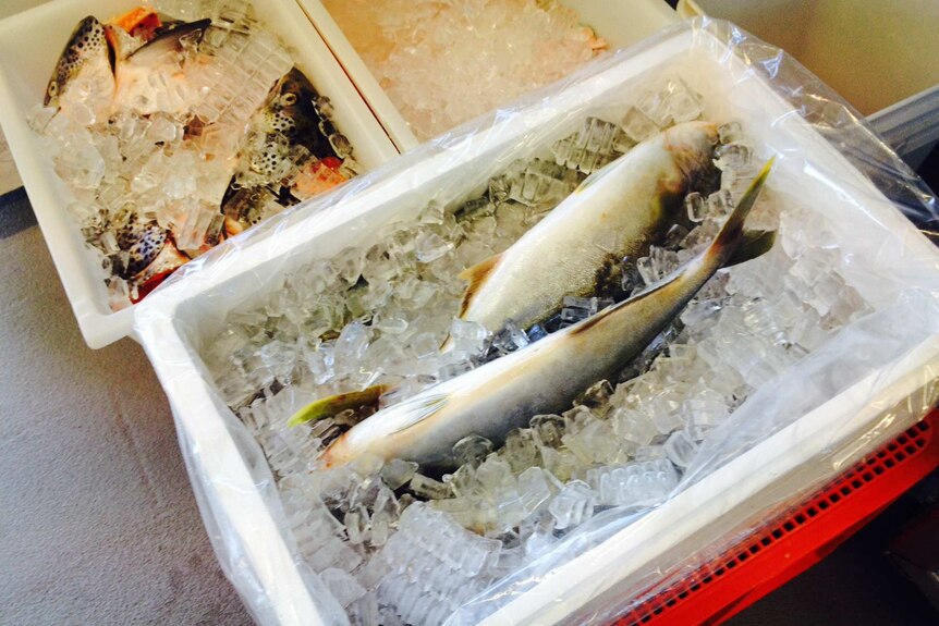Fresh fish in a bucket of ice near Townsville.