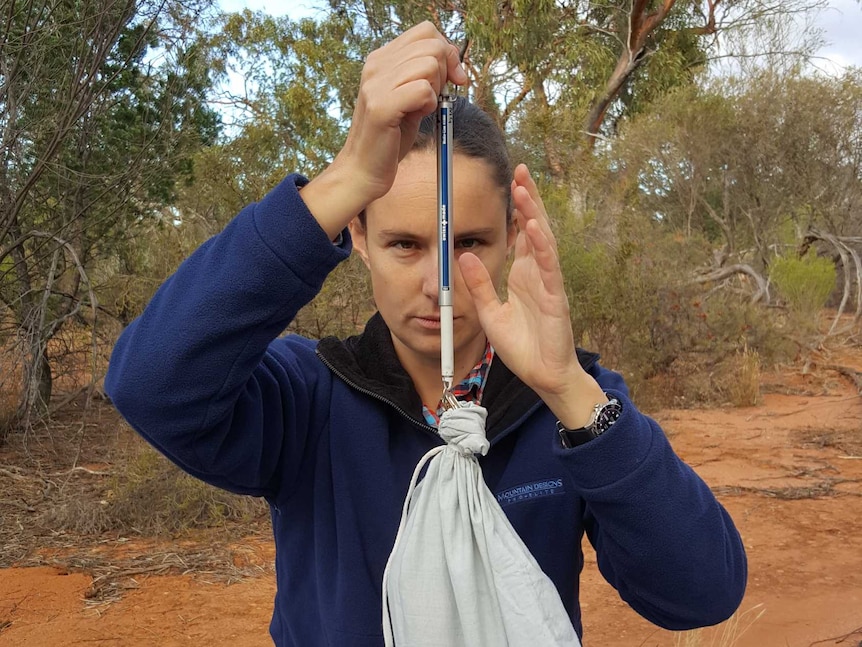 A photo of Laura Ruykys weighing a numbat at Mt Gibson