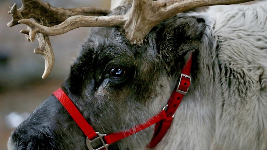 A close up shot of a reindeer's face and eyes, with a red harness around its nose