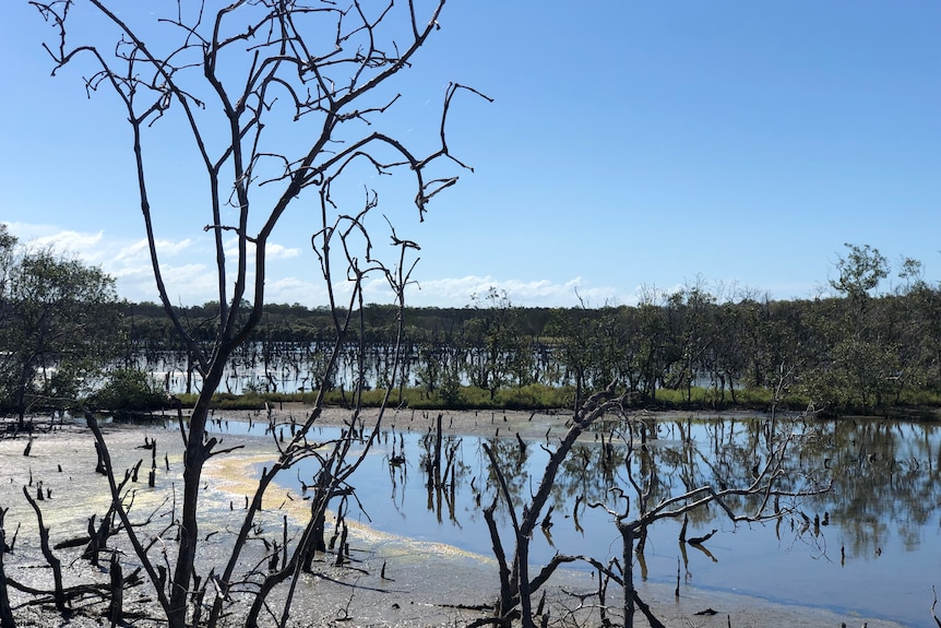 A swamp is seen with trees without leaves surrounding it. The sky is blue, and scum can be seen atop the water on the left.