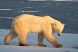 A Polar Bear walks on the ice