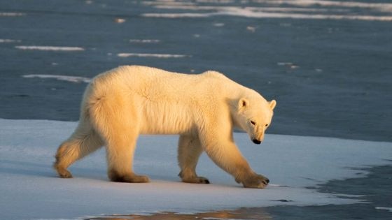 Polar bears are spending so much energy moving around that they have less left over for growing.