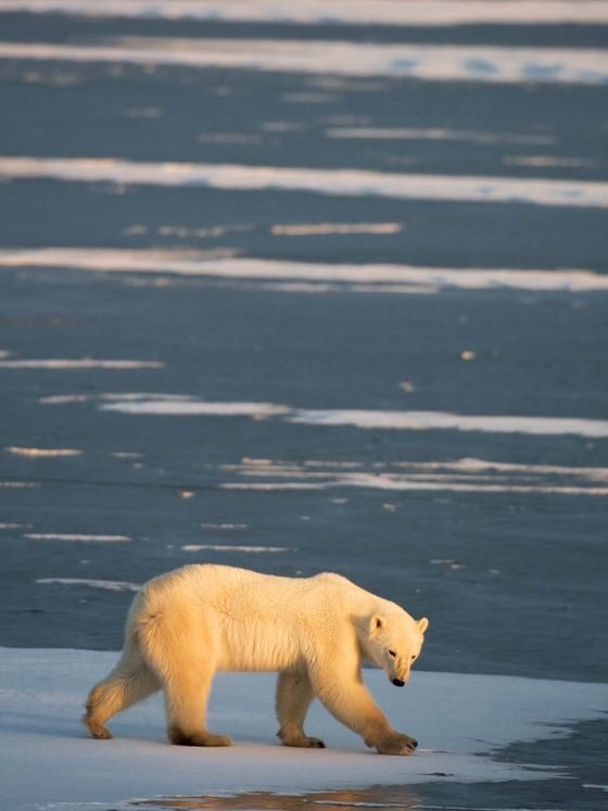 A Polar Bear walks on the ice