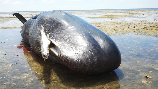 Sperm whale near Ardrossan