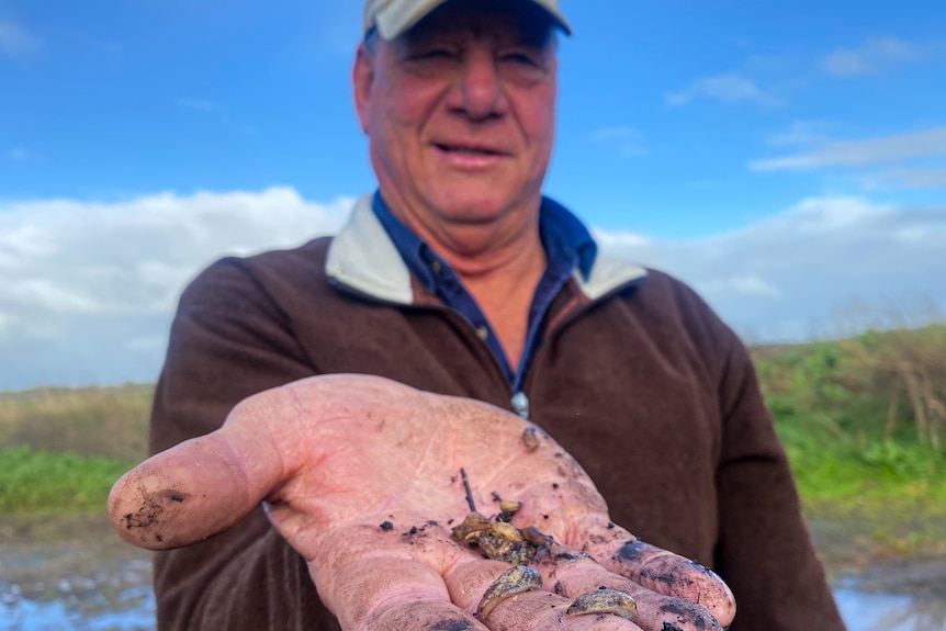 A man holds up a handful of small slugs to the camera. 