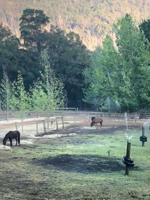 Horses graze on grass with sprinklers turned on nearby and trees in the background.