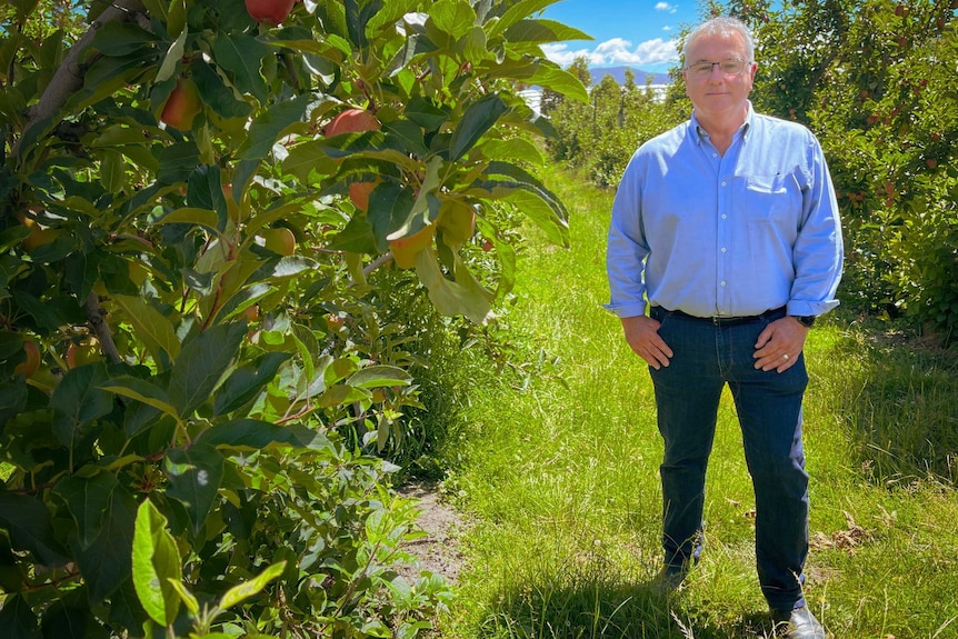 Peter Cornish standing in an orchard row.