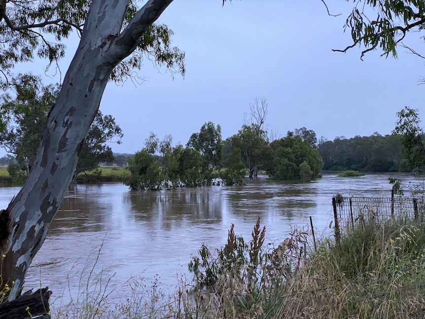 Trees partially submerged in a swollen river under grey skies