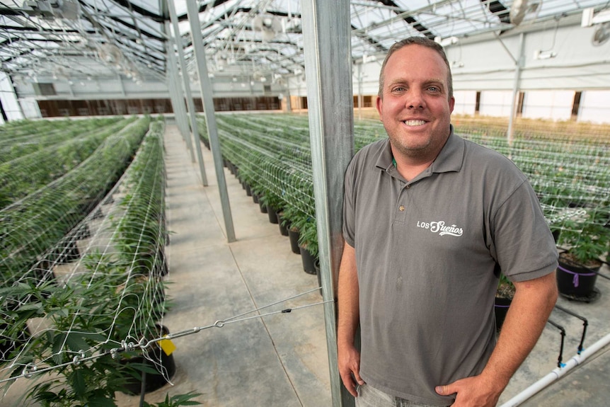 A man stands in a marijuana greenhouse smiling