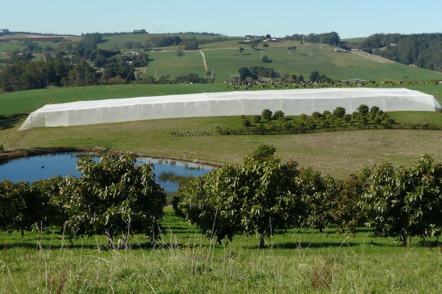 Green hills in Tasmania's north-west with avocado trees in foreground and a half-hectare of avocado trees covered in netting