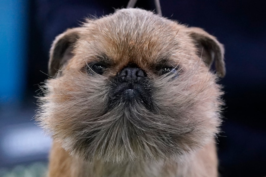 Image of a small dog with a grumpy look on its face.