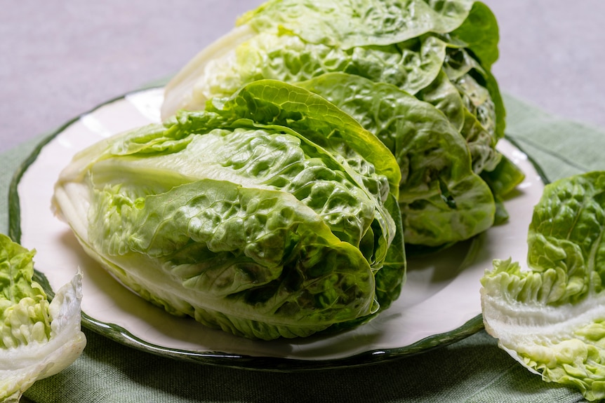 Two heads of cos lettuce lie on a white plate.