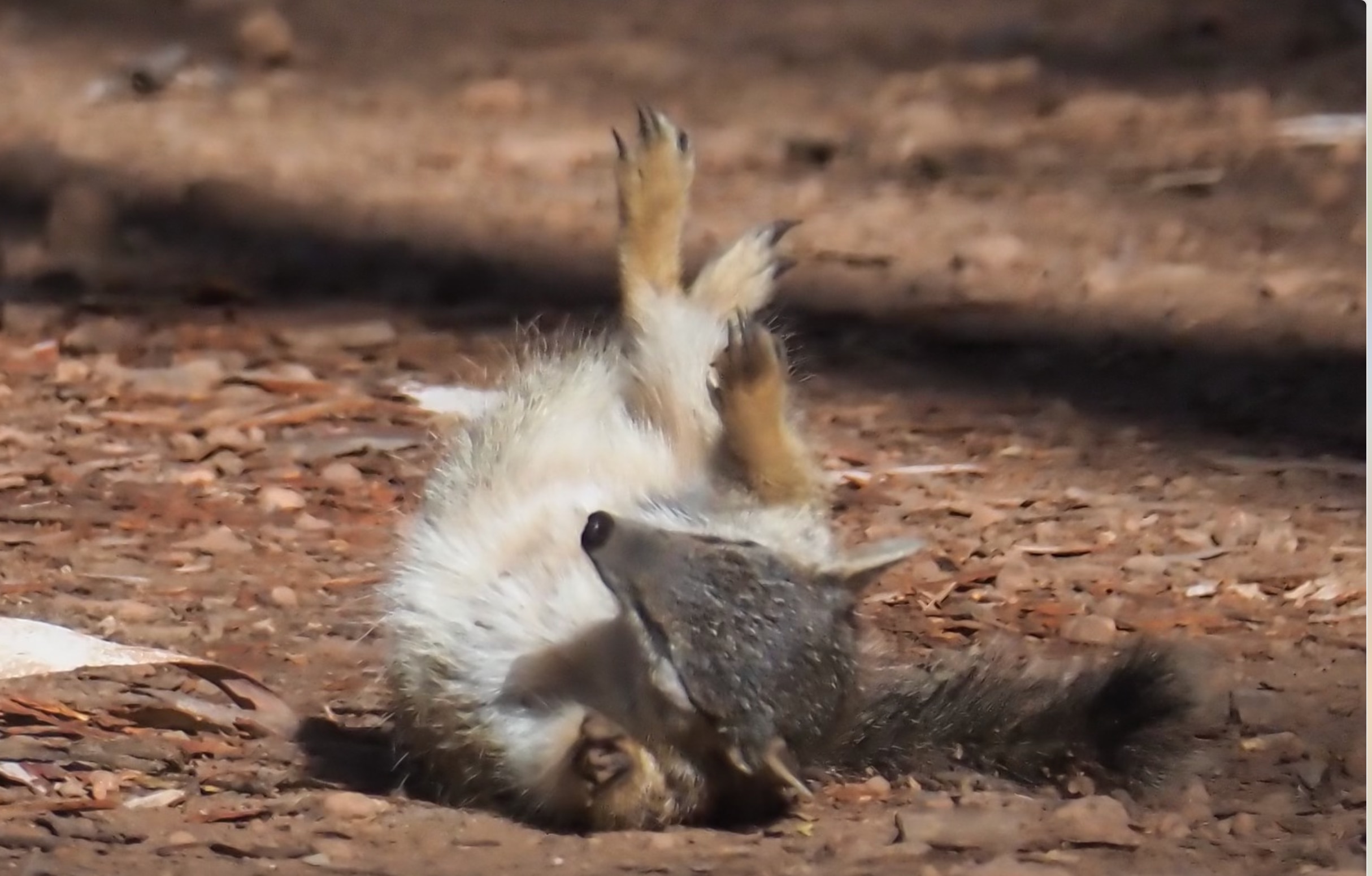numbat rolling on the ground.