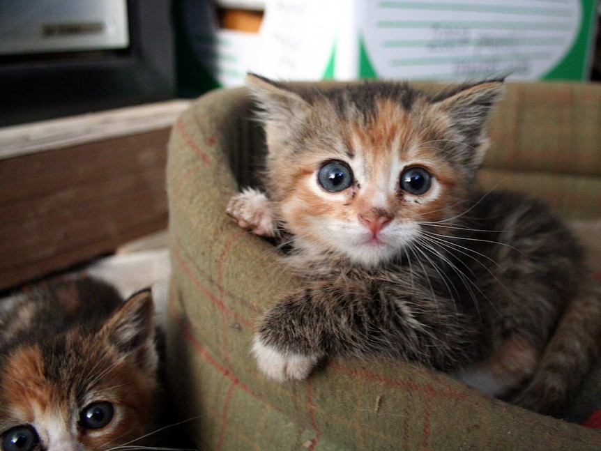 Two extremely cute kittens with dark blue-grey eyes.