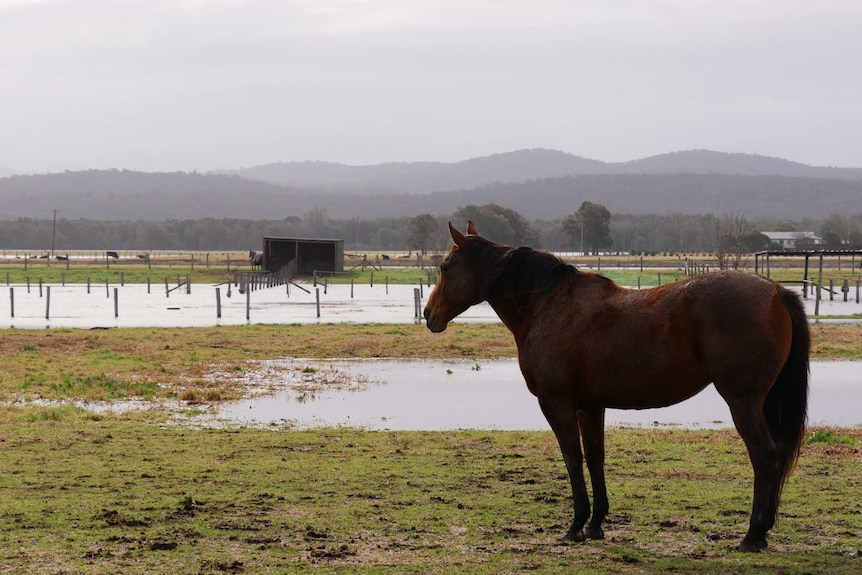 Flooded paddock and a horse