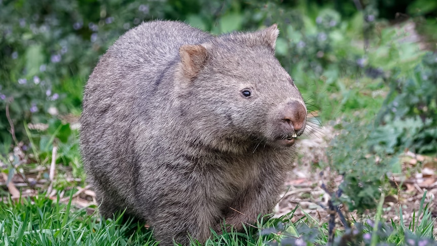Wombat standing on grass 