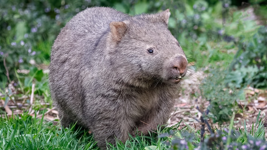 A wombat surrounded by foliage.
