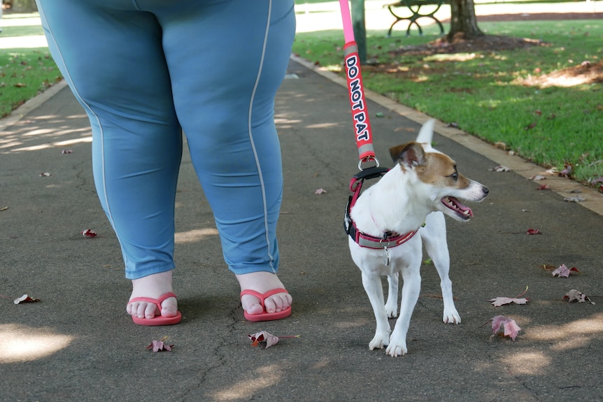 A little dog is being walked with a leash that reads ' do not pat'