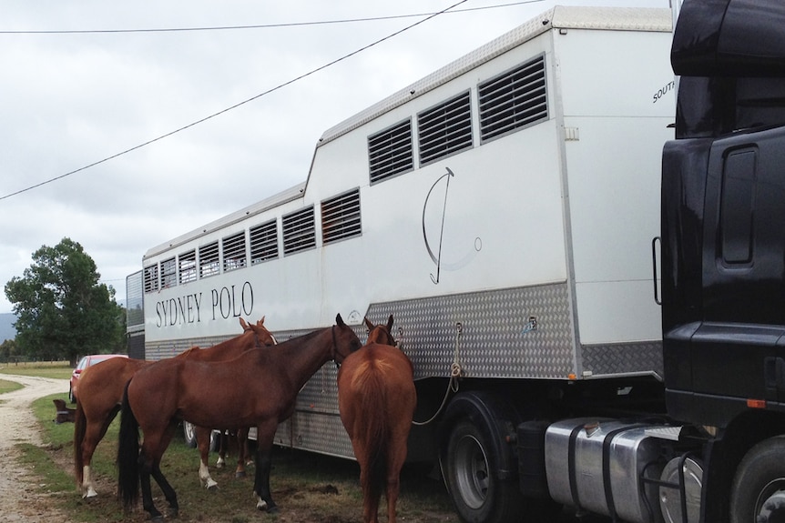 Two semitrailers full of polo horses in Tasmania