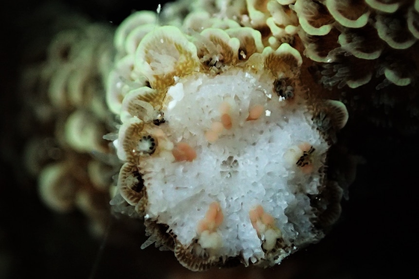 A close-up of acropora spathulata coral with eggs