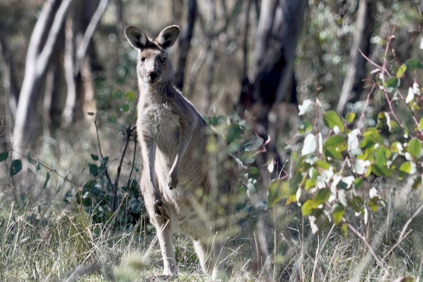 A kangaroo in bushland, looking towards the camera.