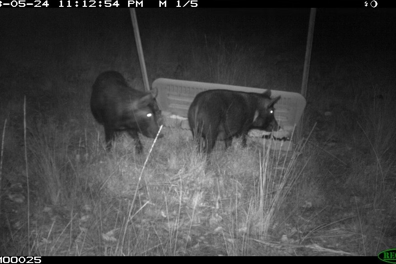 Night vision of feral pigs