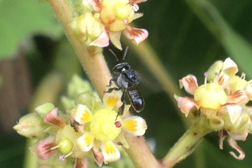 Tetragonula carbonaria, or native bee, on a stem of a flower.