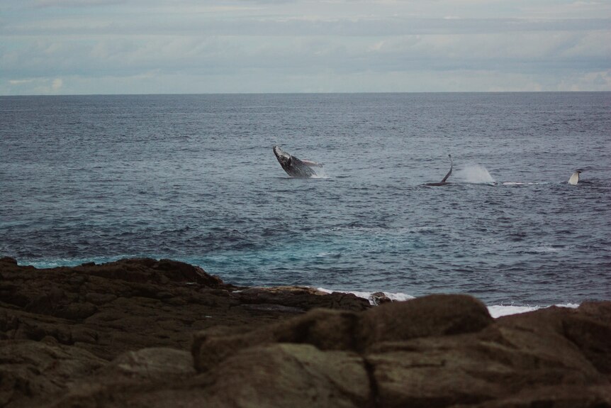 A whale breaches and another slaps its tail off Bass Point