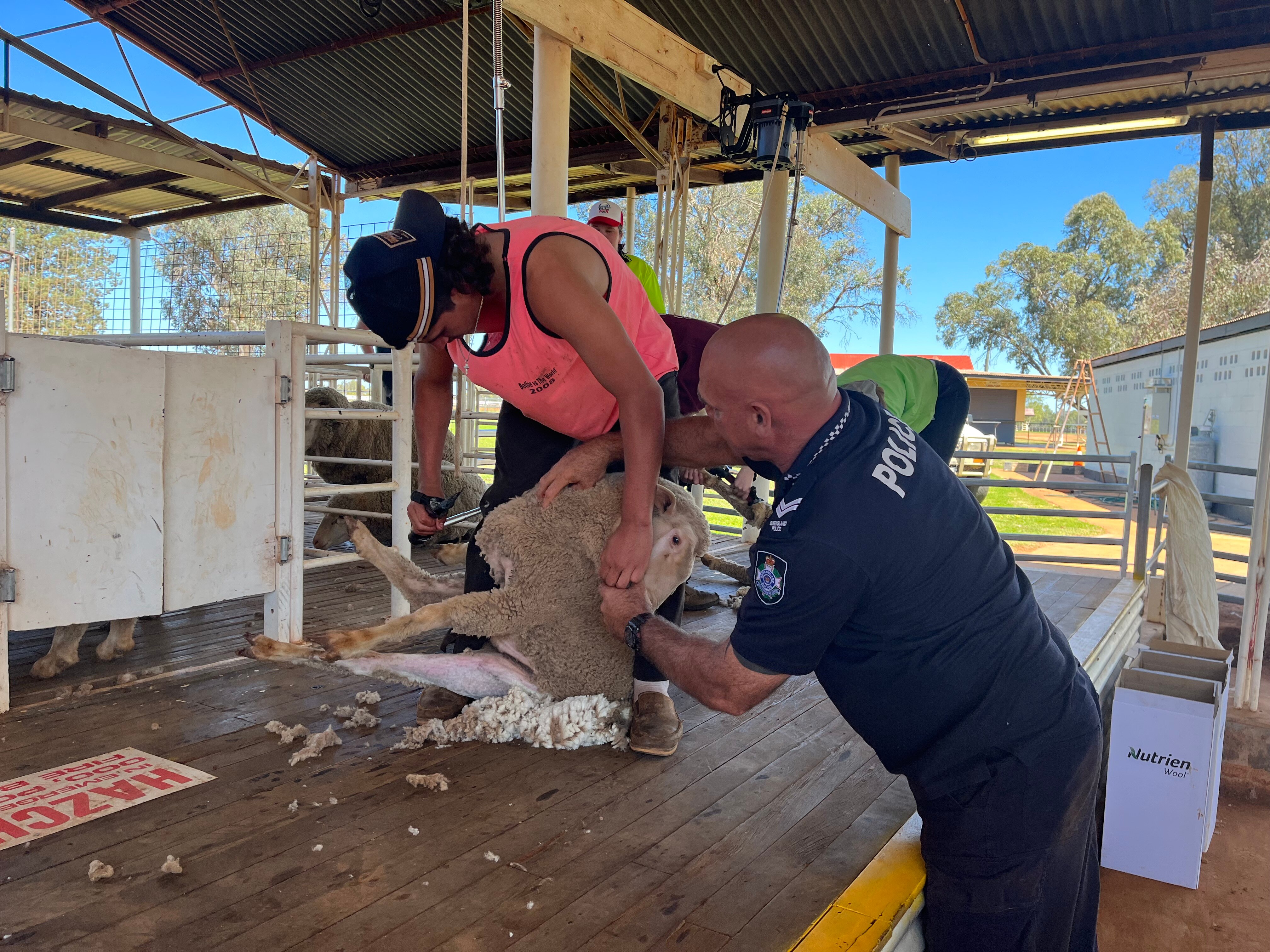Blue Light Shearing in outback Queensland offering skills and pathways