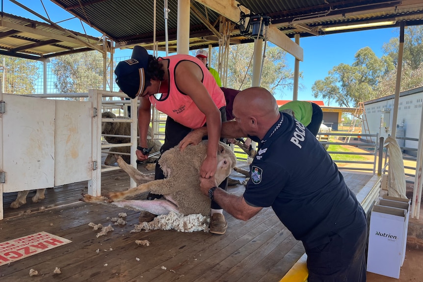 A man in a police T-shirt helps a student shear a sheep.