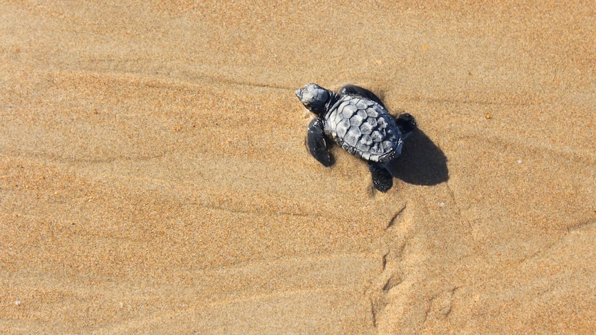 A lonely turtle hatchling makes its way into the ocean at Mon Repos, on Bundaberg's coast.