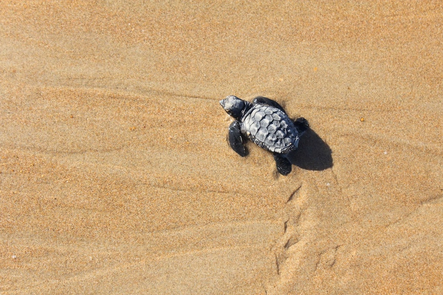 A lonely turtle hatchling makes its way into the ocean at Mon Repos, on Bundaberg's coast.