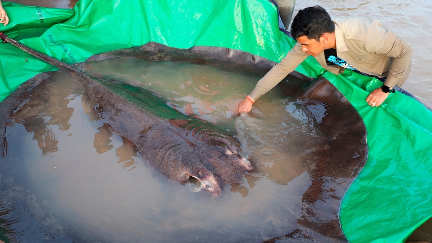 Largest-recorded freshwater fish caught, tagged and released in