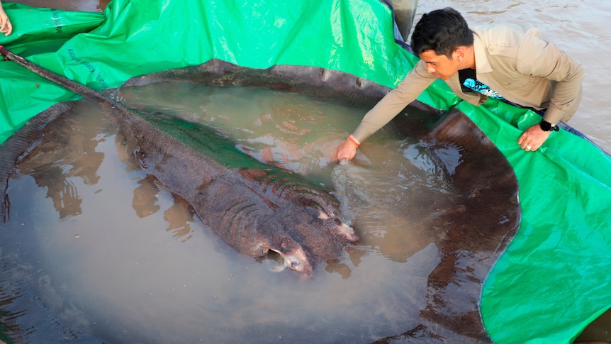 A giant stingray on  a tarp as a man puts his hand in the water