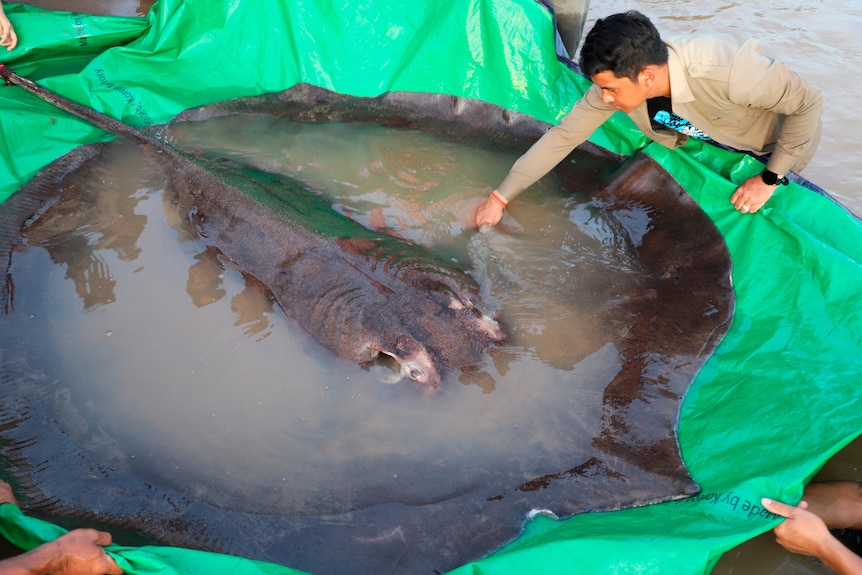 A giant stingray on  a tarp as a man puts his hand in the water