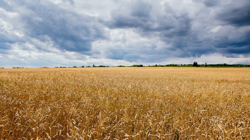picturesque wheat field under beautiful cloudy skies