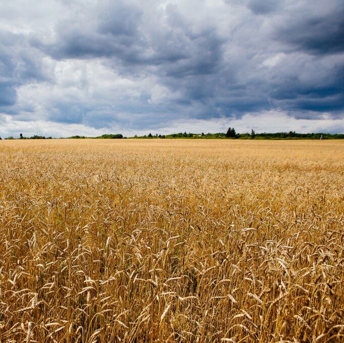 picturesque wheat field under beautiful cloudy skies