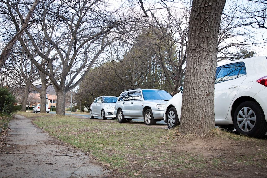 A line of street trees has various cars parked underneath.